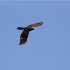 Tachyspiza cirrocephala (Collared Sparrowhawk) at Dunlop, ACT - 29 Oct 2024 by RodDeb