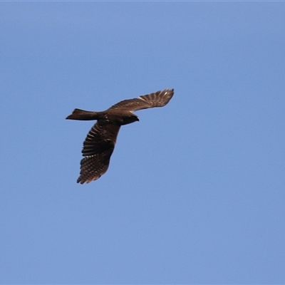 Tachyspiza cirrocephala (Collared Sparrowhawk) at Dunlop, ACT - 29 Oct 2024 by RodDeb