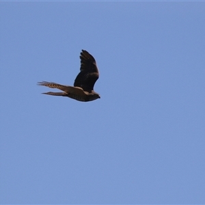 Accipiter cirrocephalus at Dunlop, ACT - 29 Oct 2024