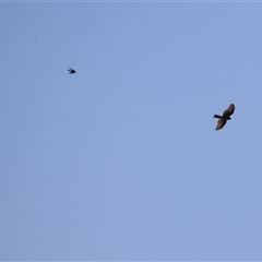 Accipiter cirrocephalus at Dunlop, ACT - 29 Oct 2024