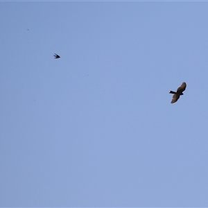 Accipiter cirrocephalus at Dunlop, ACT - 29 Oct 2024