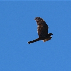 Accipiter cirrocephalus at Dunlop, ACT - 29 Oct 2024