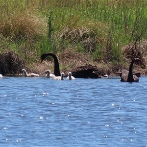 Cygnus atratus at Dunlop, ACT - 29 Oct 2024 12:31 PM