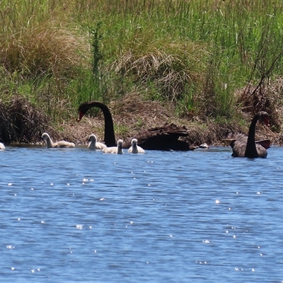 Cygnus atratus (Black Swan) at Dunlop, ACT - 29 Oct 2024 by RodDeb