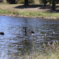 Cygnus atratus at Dunlop, ACT - 29 Oct 2024 12:31 PM