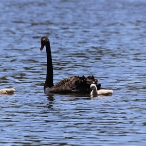 Cygnus atratus at Dunlop, ACT - 29 Oct 2024 12:31 PM