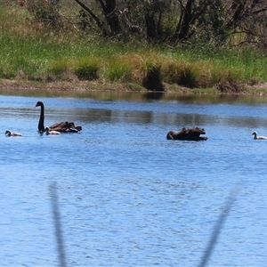 Cygnus atratus at Dunlop, ACT - 29 Oct 2024 12:31 PM