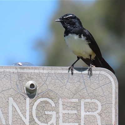 Rhipidura leucophrys (Willie Wagtail) at Dunlop, ACT - 29 Oct 2024 by RodDeb