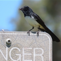 Rhipidura leucophrys at Dunlop, ACT - 29 Oct 2024