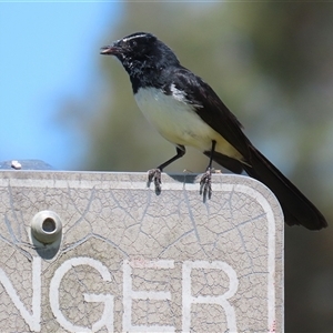 Rhipidura leucophrys at Dunlop, ACT - 29 Oct 2024