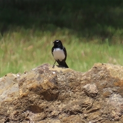 Rhipidura leucophrys at Dunlop, ACT - 29 Oct 2024