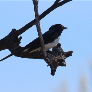 Rhipidura leucophrys at Dunlop, ACT - 29 Oct 2024