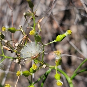 Senecio quadridentatus at Hawker, ACT - 27 Oct 2024