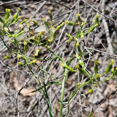 Senecio quadridentatus at Hawker, ACT - 27 Oct 2024