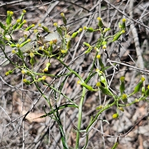 Senecio quadridentatus at Hawker, ACT - 27 Oct 2024