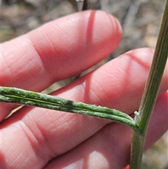 Senecio quadridentatus at Hawker, ACT - 27 Oct 2024