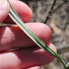 Senecio quadridentatus at Hawker, ACT - 27 Oct 2024