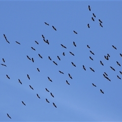 Threskiornis spinicollis (Straw-necked Ibis) at Dunlop, ACT - 29 Oct 2024 by RodDeb