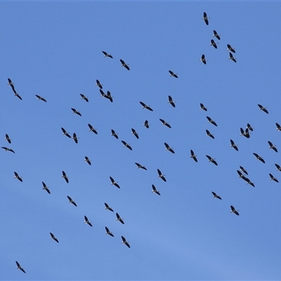 Threskiornis spinicollis (Straw-necked Ibis) at Dunlop, ACT - 29 Oct 2024 by RodDeb