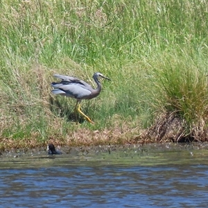 Egretta novaehollandiae at Dunlop, ACT - 29 Oct 2024