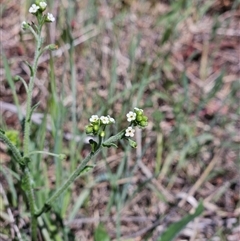 Hackelia suaveolens (Sweet Hounds Tongue) at Hawker, ACT - 27 Oct 2024 by sangio7