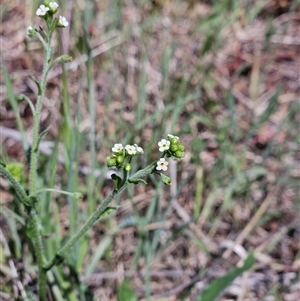 Hackelia suaveolens at Hawker, ACT - 27 Oct 2024