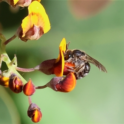 Unverified Bee (Hymenoptera, Apiformes) at Wodonga, VIC - 27 Oct 2024 by KylieWaldon