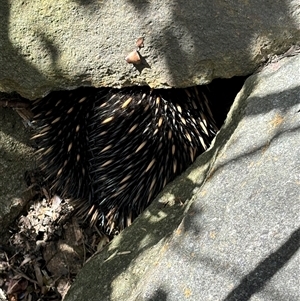 Tachyglossus aculeatus at Wanniassa, ACT - 30 Oct 2024