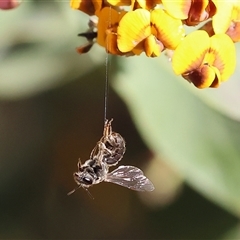 Unidentified Bee (Hymenoptera, Apiformes) at Wodonga, VIC - 26 Oct 2024 by KylieWaldon