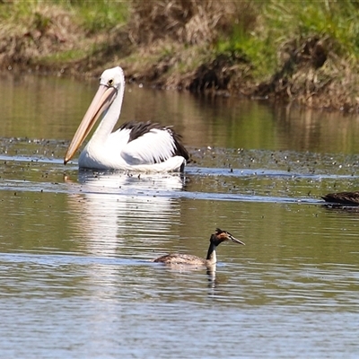 Pelecanus conspicillatus (Australian Pelican) at Dunlop, ACT - 29 Oct 2024 by RodDeb