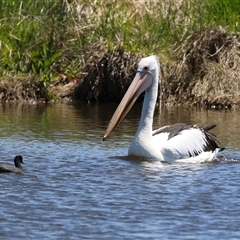 Pelecanus conspicillatus at Dunlop, ACT - 29 Oct 2024