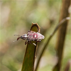 Aoplocnemis rufipes (A weevil) at Jingera, NSW - 29 Oct 2024 by DPRees125