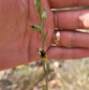 Calochilus saprophyticus at Kambah, ACT - 29 Oct 2024