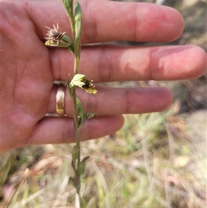 Calochilus saprophyticus at Kambah, ACT - 29 Oct 2024