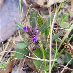 Ajuga australis (Austral Bugle) at Kambah, ACT - 29 Oct 2024 by AlexSantiago