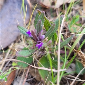 Ajuga australis at Kambah, ACT - 29 Oct 2024