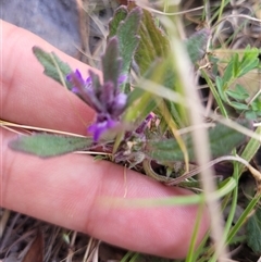 Ajuga australis at Kambah, ACT - 29 Oct 2024