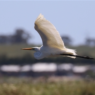 Ardea alba (Great Egret) at Dunlop, ACT - 29 Oct 2024 by RodDeb