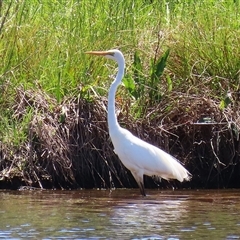 Ardea alba at Dunlop, ACT - 29 Oct 2024