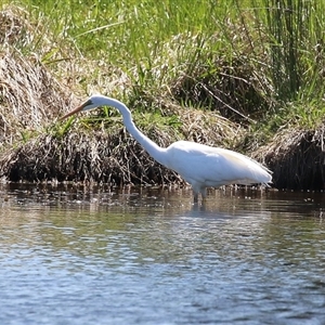 Ardea alba at Dunlop, ACT - 29 Oct 2024 12:28 PM