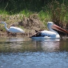 Ardea alba at Dunlop, ACT - 29 Oct 2024 12:28 PM