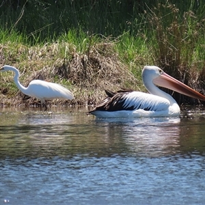 Ardea alba at Dunlop, ACT - 29 Oct 2024