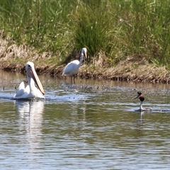 Ardea alba at Dunlop, ACT - 29 Oct 2024