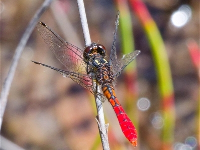 Nannophya dalei (Eastern Pygmyfly) at Rossi, NSW - 29 Oct 2024 by DPRees125