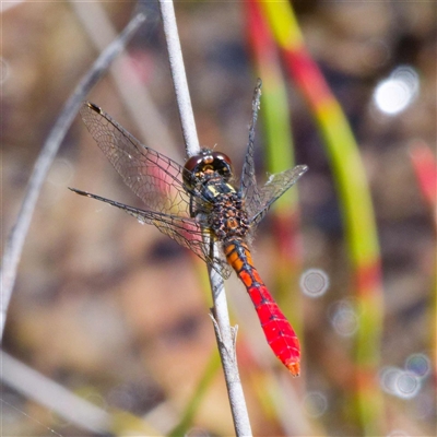 Nannophya dalei at Rossi, NSW - 29 Oct 2024 by DPRees125