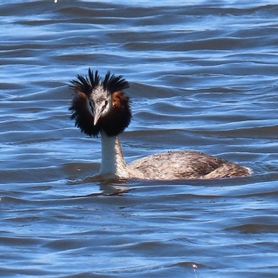 Podiceps cristatus (Great Crested Grebe) at Dunlop, ACT - 29 Oct 2024 by RodDeb