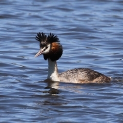 Podiceps cristatus at Dunlop, ACT - 29 Oct 2024