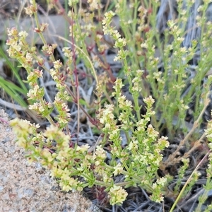 Galium gaudichaudii subsp. gaudichaudii at Weetangera, ACT - 29 Oct 2024