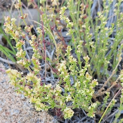 Galium gaudichaudii subsp. gaudichaudii (Rough Bedstraw) at Weetangera, ACT - 28 Oct 2024 by sangio7