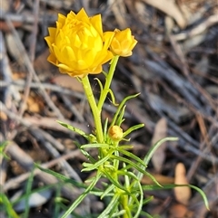 Xerochrysum viscosum (Sticky Everlasting) at Weetangera, ACT - 29 Oct 2024 by sangio7